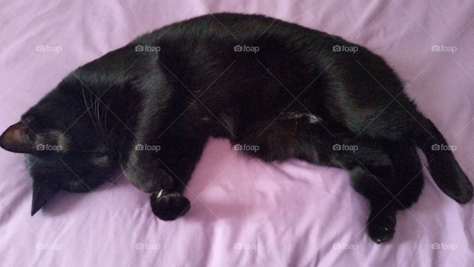 black sleeping cat over comforter