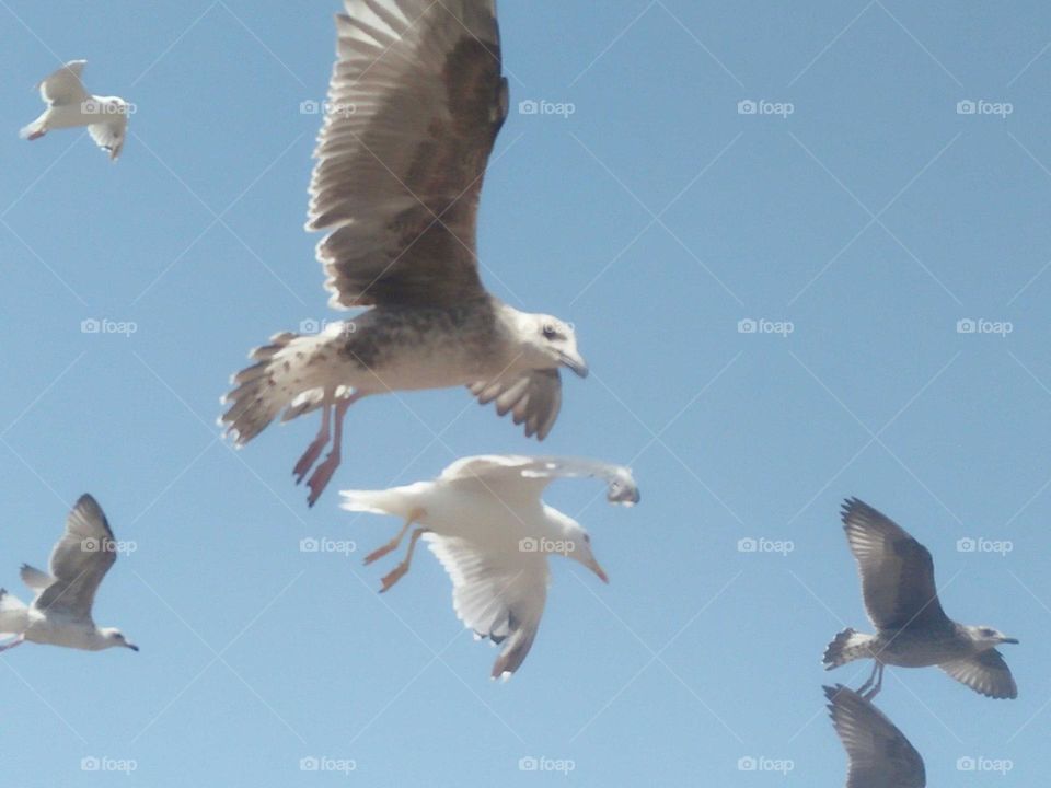 Beautiful flying of seagulls.