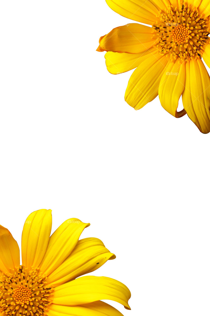 Yellow flowers on white background
