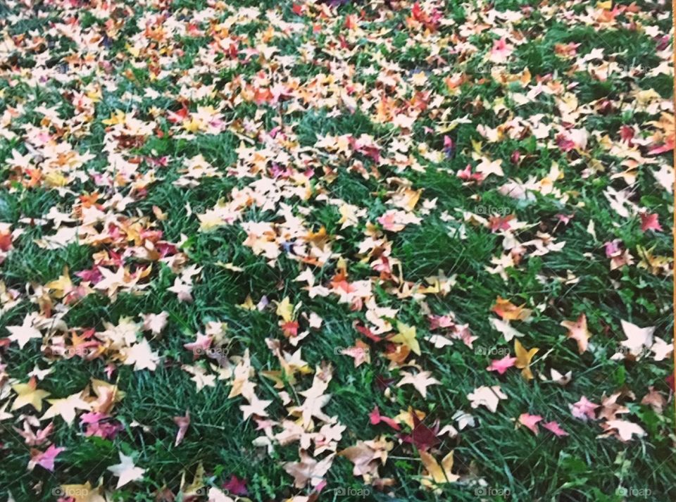 Fall foliage!