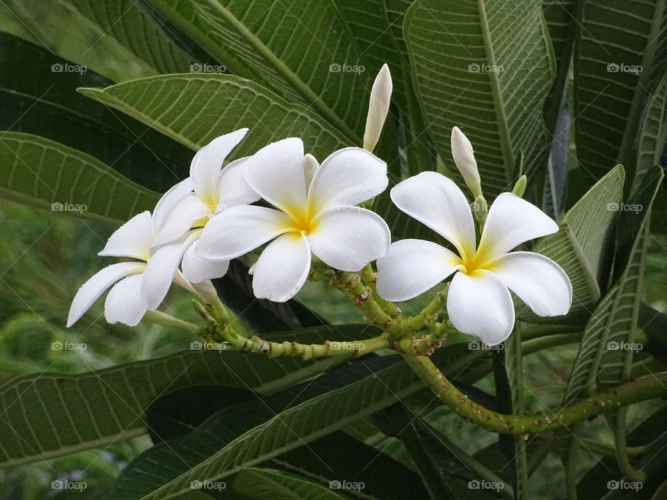 plumeria ruba (ดอกลีลาวดี)