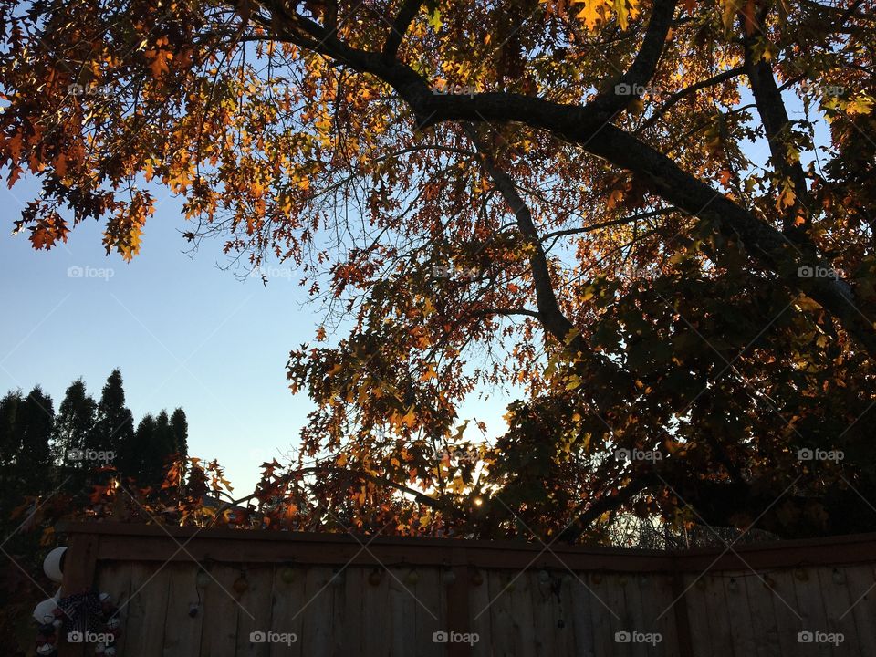 Fall, Tree, Leaf, Maple, Wood