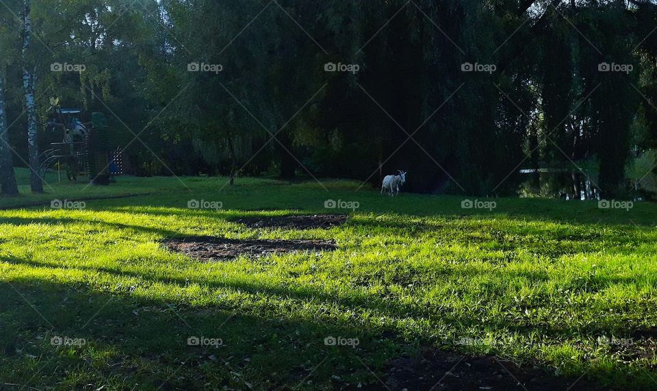 Summer photo with sunlight, goat, grass and shadows