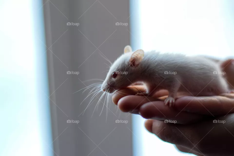 Mouse