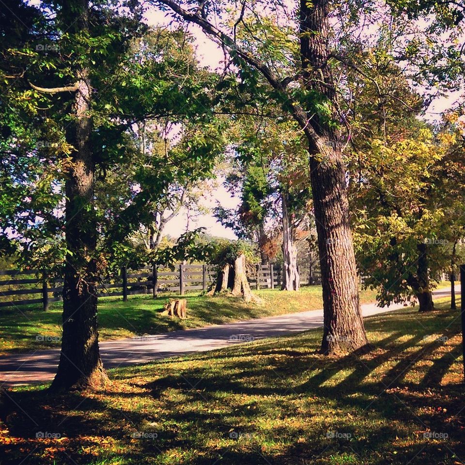 Autumn Afternoon 