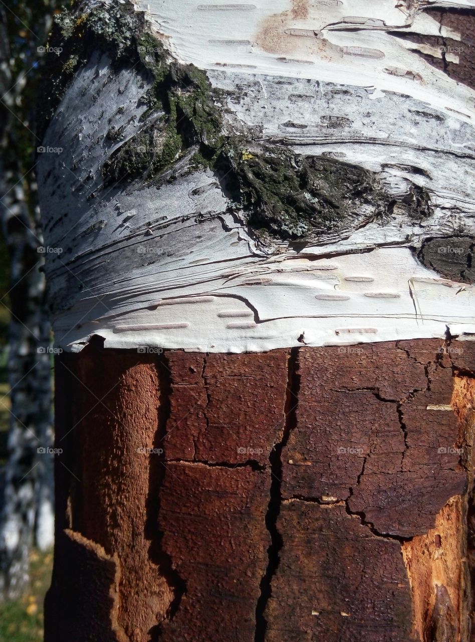 birch bark trunk кора б