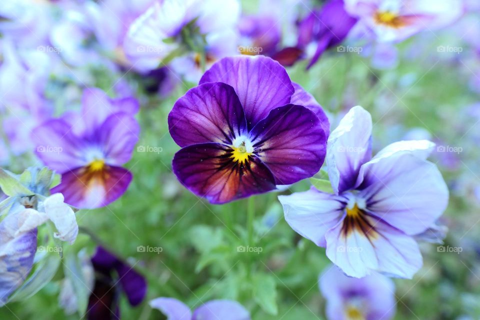 Stiefmütterchen im Beet