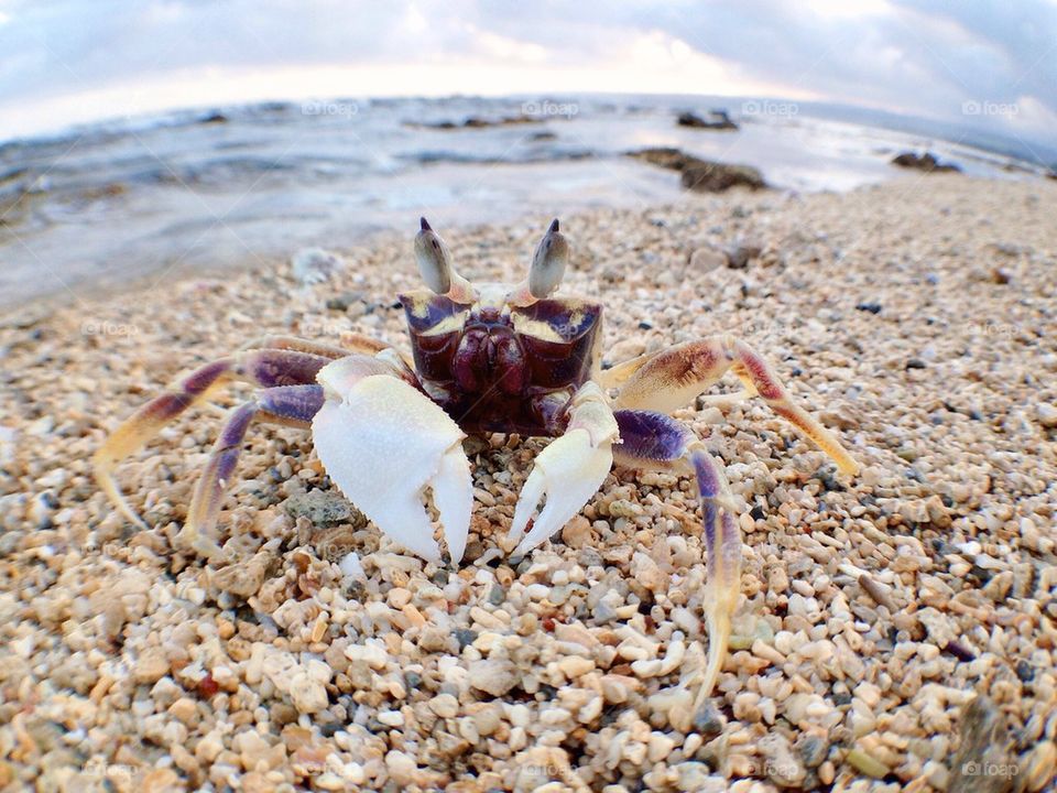 Sand Crab