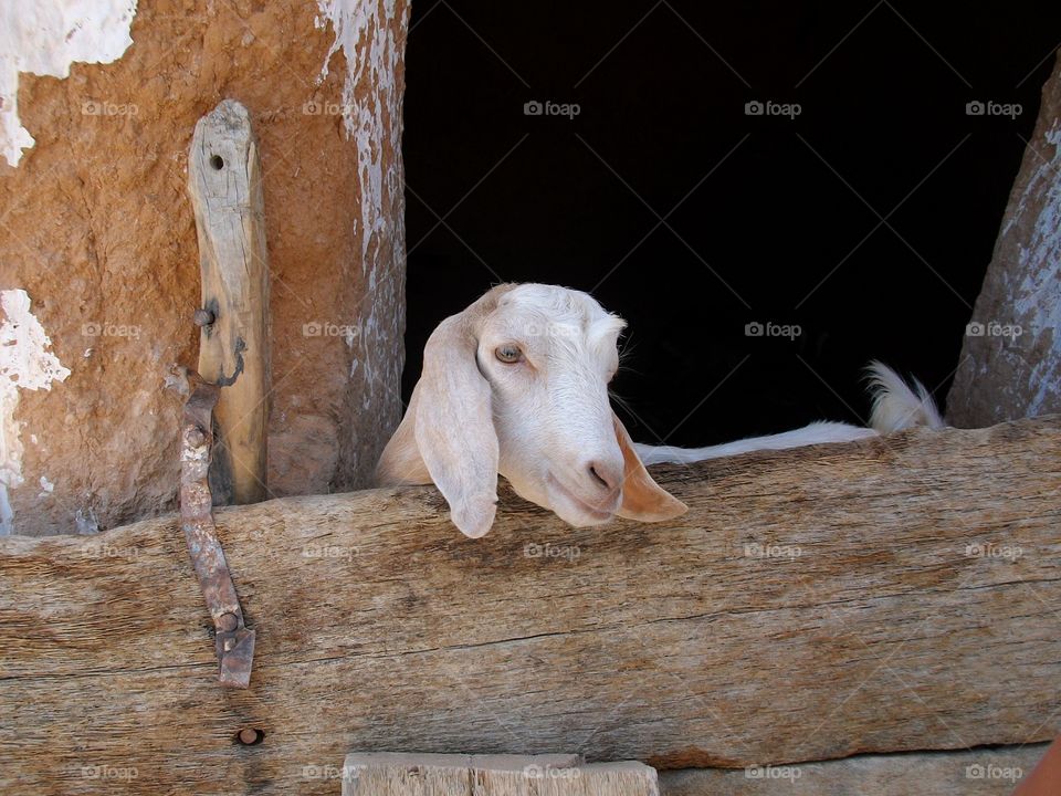 Goat in Matmata Tunisia 