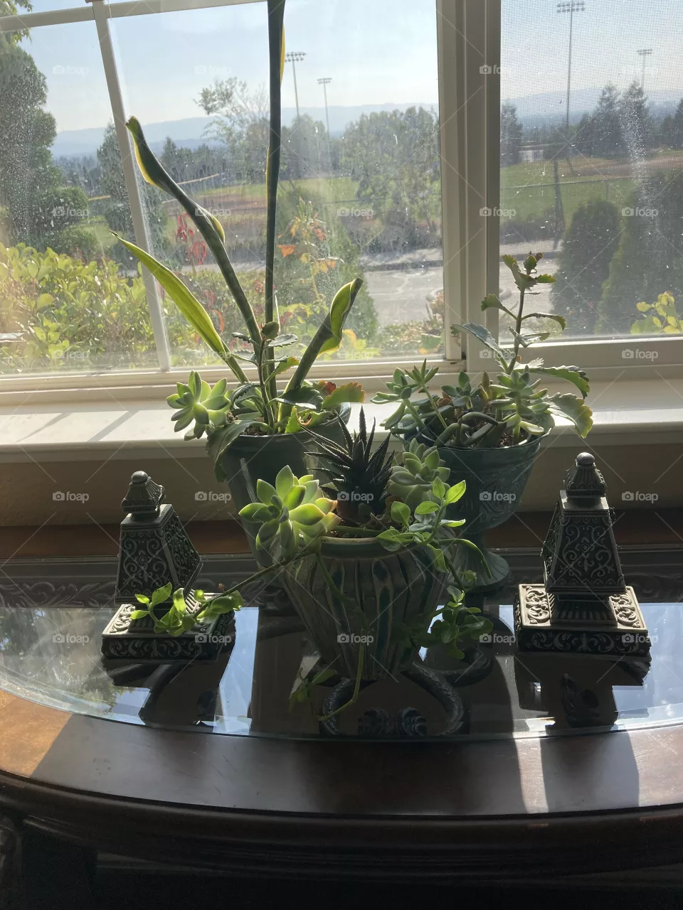 Houseplants in front of window 