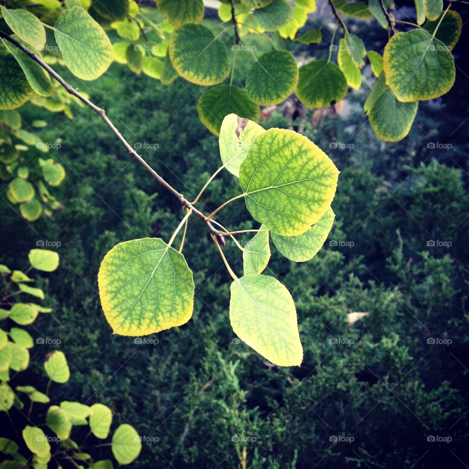 Aspen leaves . Close up of green Aspen leaves