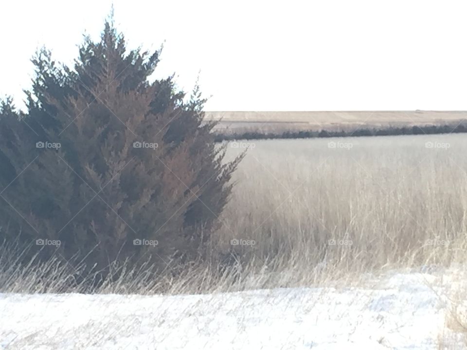 Tree line South Dakota