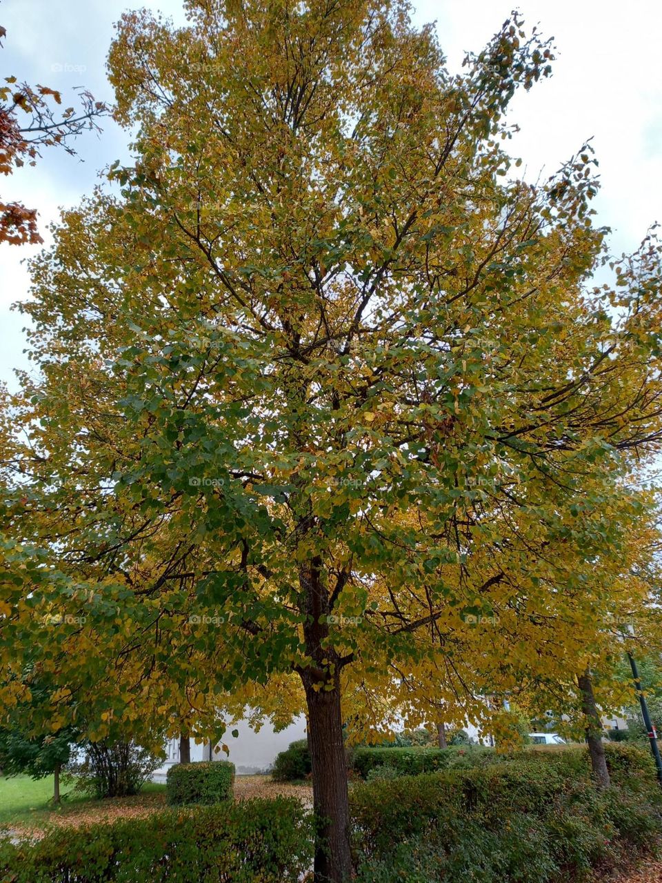 Beautiful Tree in Early Autumn