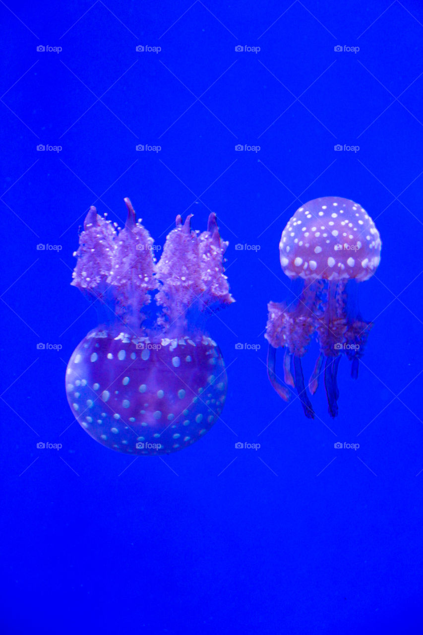 Up or Down, Jellyfishes