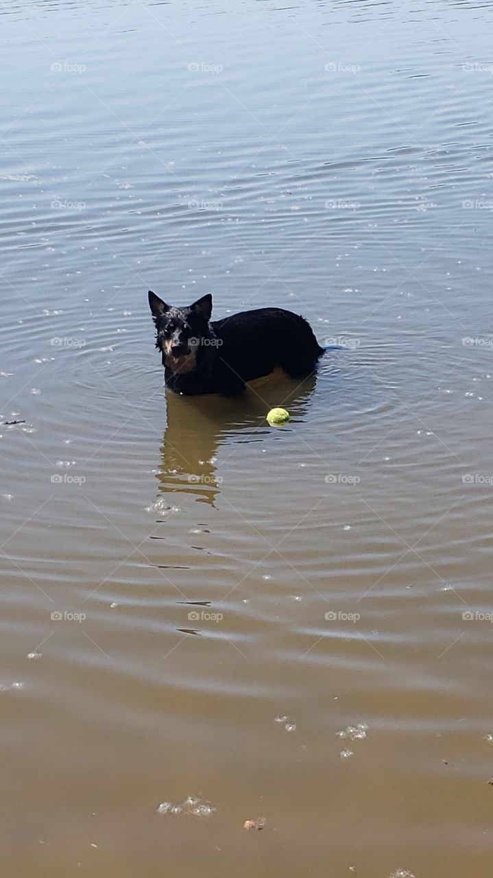 Water Fetch!