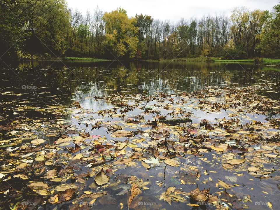 Fall colored leaves on the surface of a small pond surrounded by stunning trees with leaves changing color in autumn 