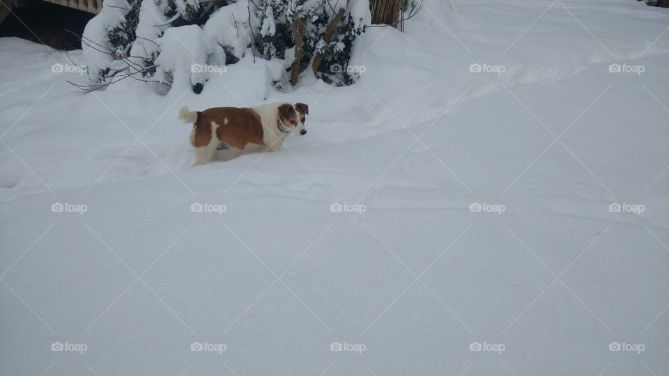 Maggie in the snow