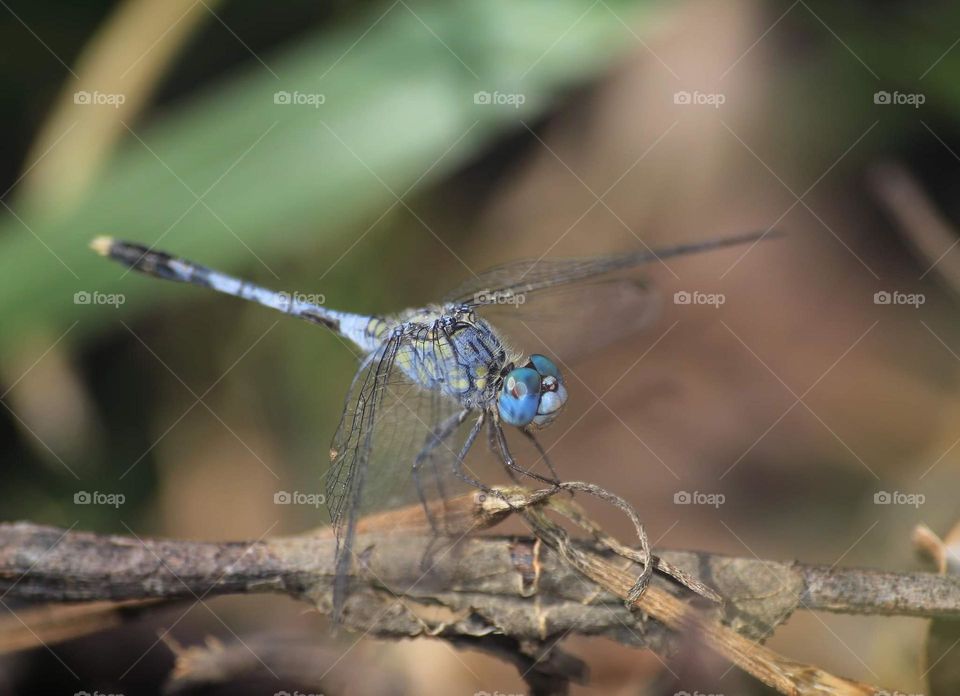 Blue azzure colour species interest to the lowland perching on. Chalky percher is famous English named. The medium sized of dragonfly is perching to the long at dryng bamboo leaf for soiled .