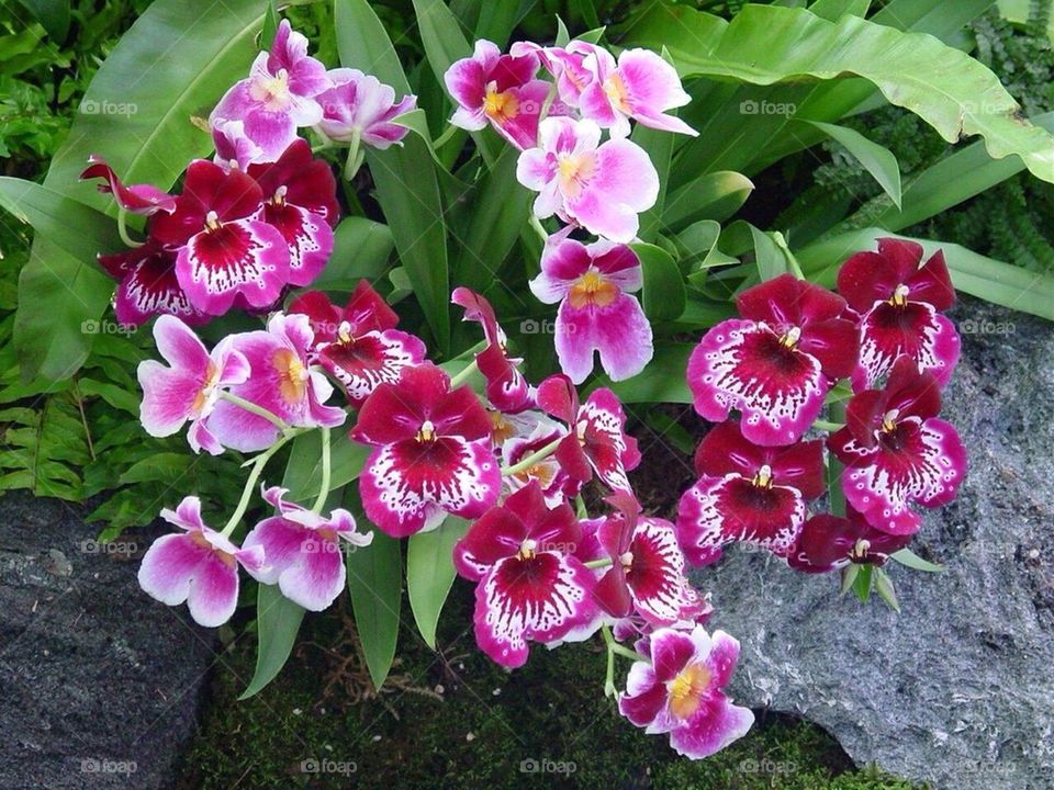 Orchids
