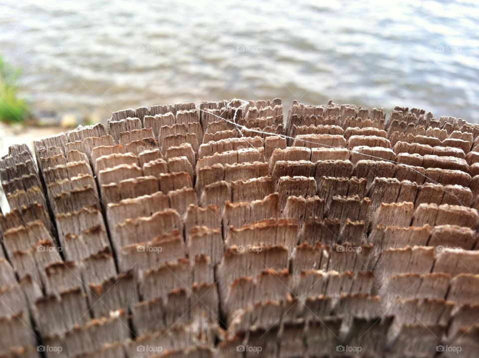 WOOD AT THE LAKE