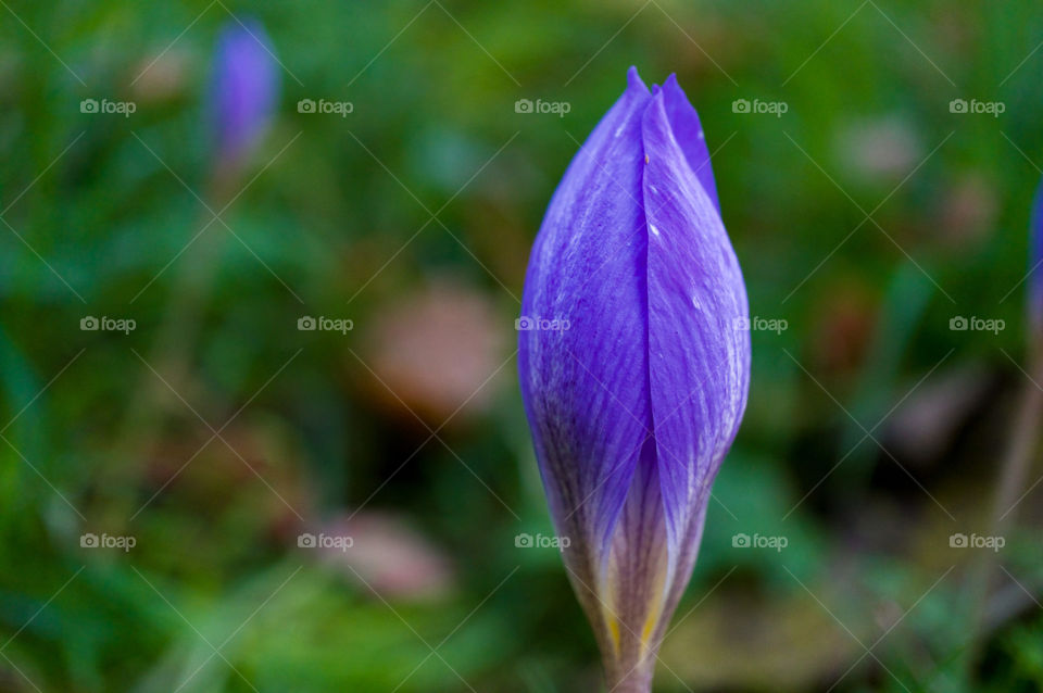 Unopened crocus with a green background