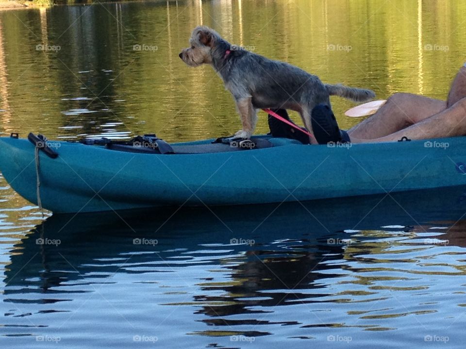 Paddlin Pup. Kayak adventure 