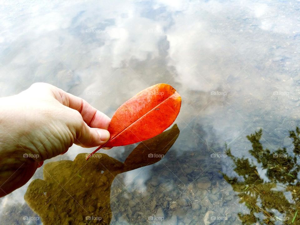 A Woman's Hand Placing a Fall Orange Leaf in a Water Puddle on a rock road & Reflecting Clouds