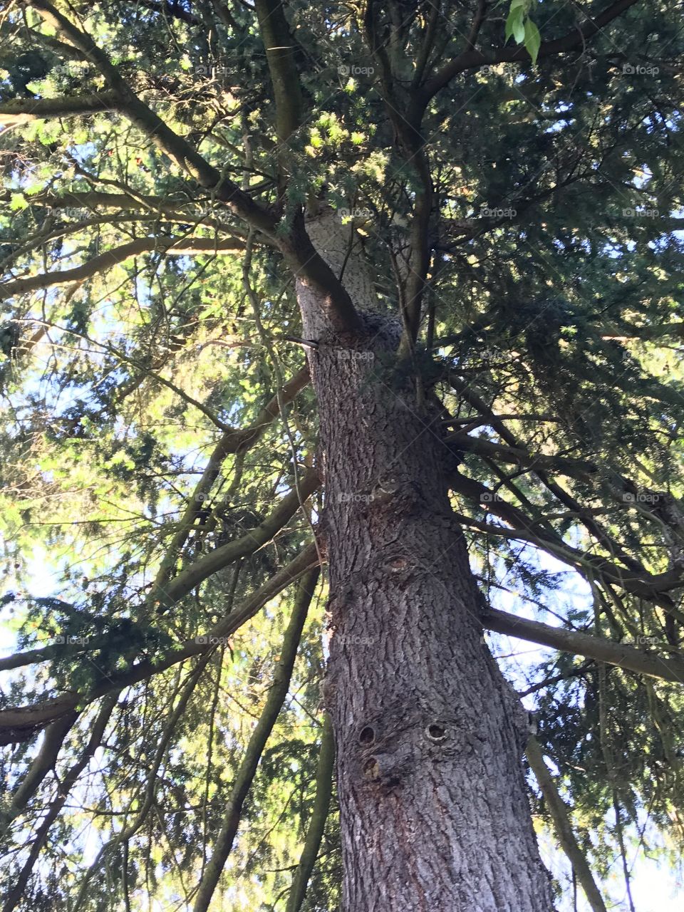 A sideways shot with the sun coming through of an evergreen