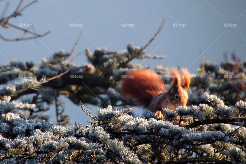 A red squirrel nibbles on the frozen branch of a green fir tree under blue sky 