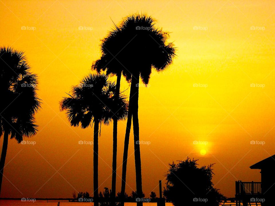 Palm trees sunset 