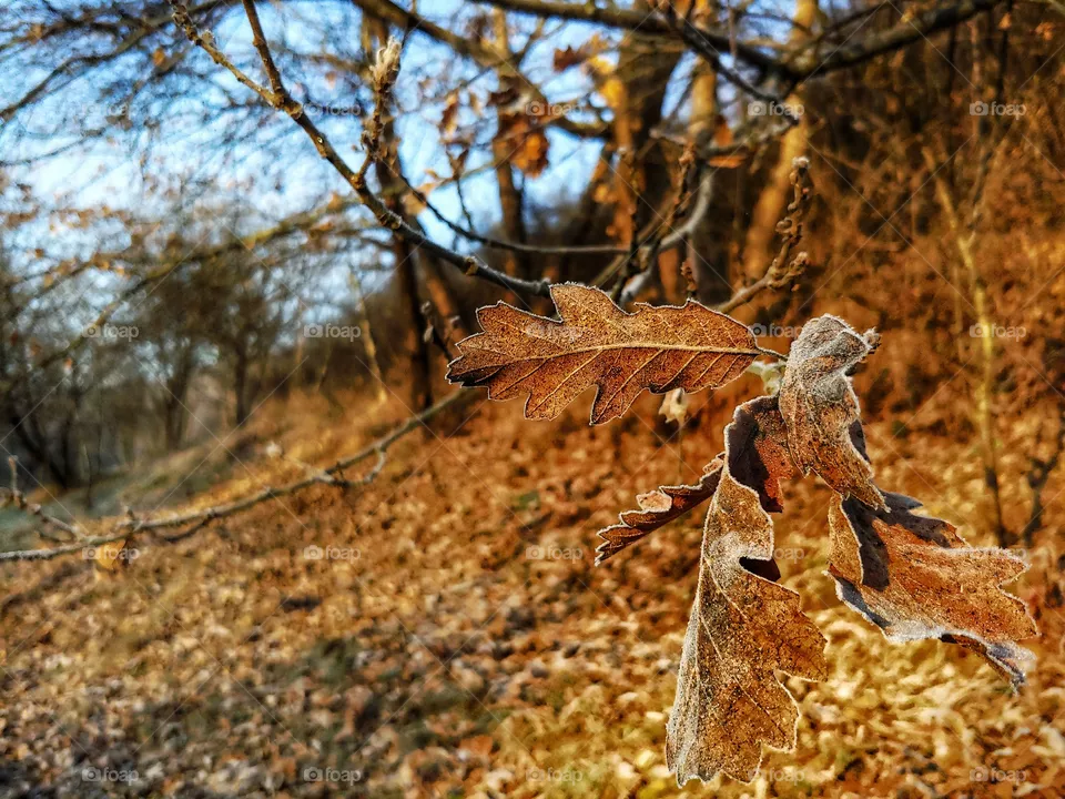 Fall