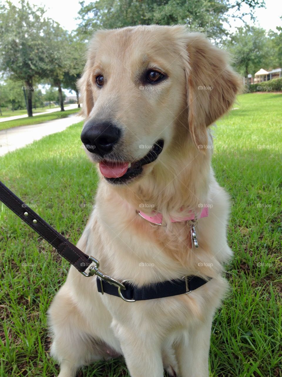 Curious golden retriever puppy