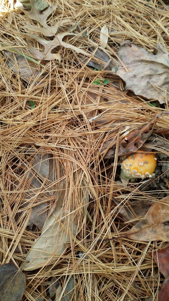 A Mushroom. Walking in the woods