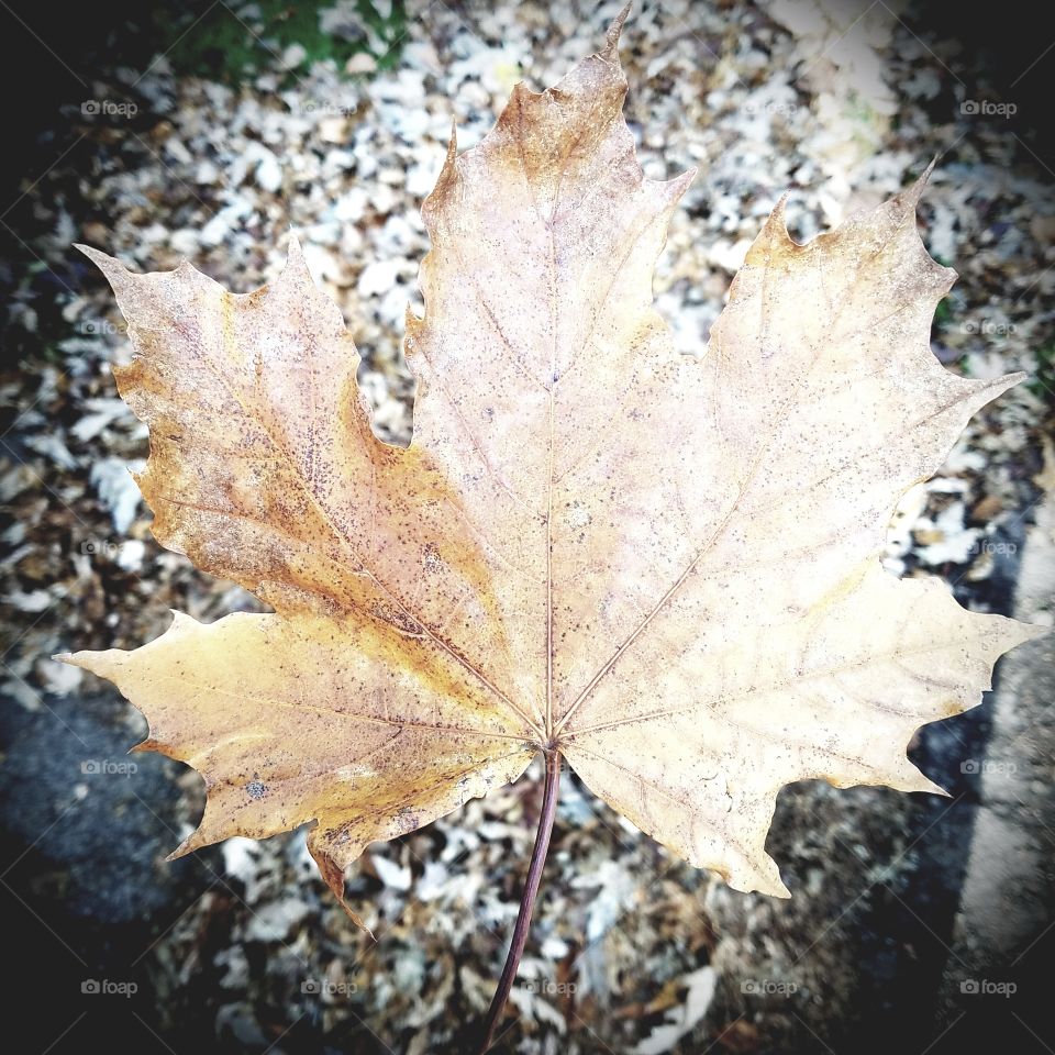 autumn leaf