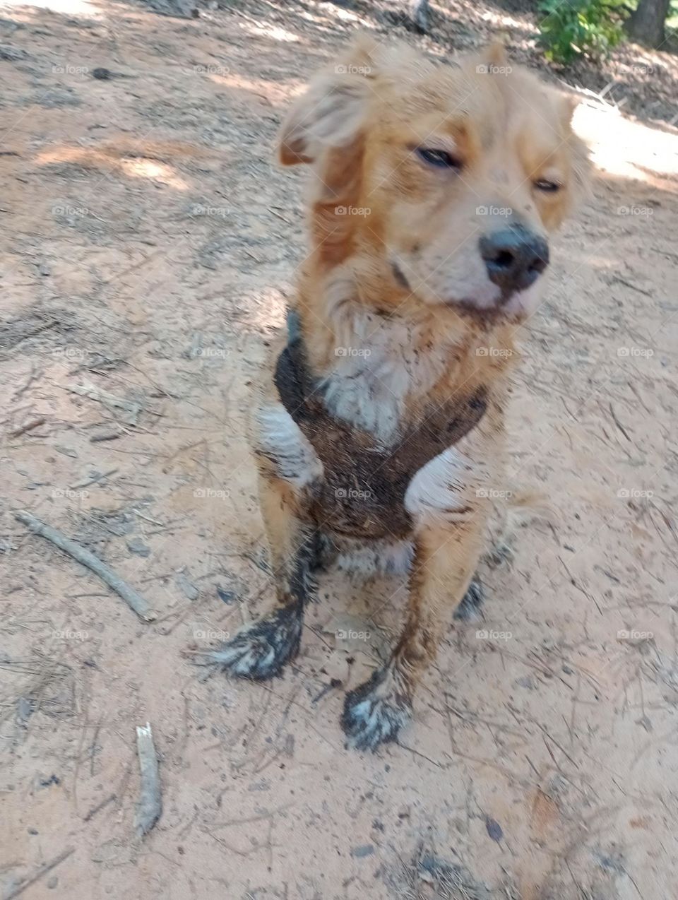 dirty dog