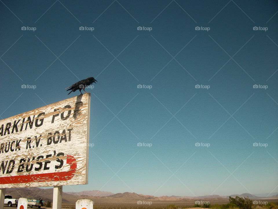 A lonely crow on a battered sign in the middle of nowhere, somewhere along a highway in Arizona.