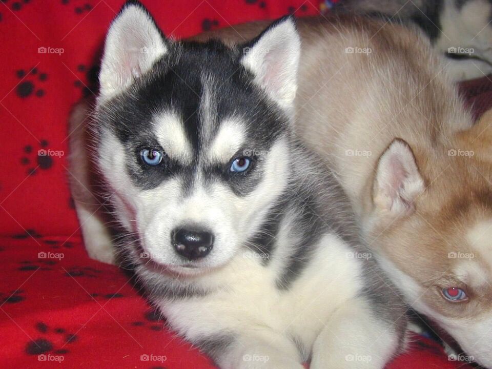 Dog, Pet, Mammal, Canine, Portrait