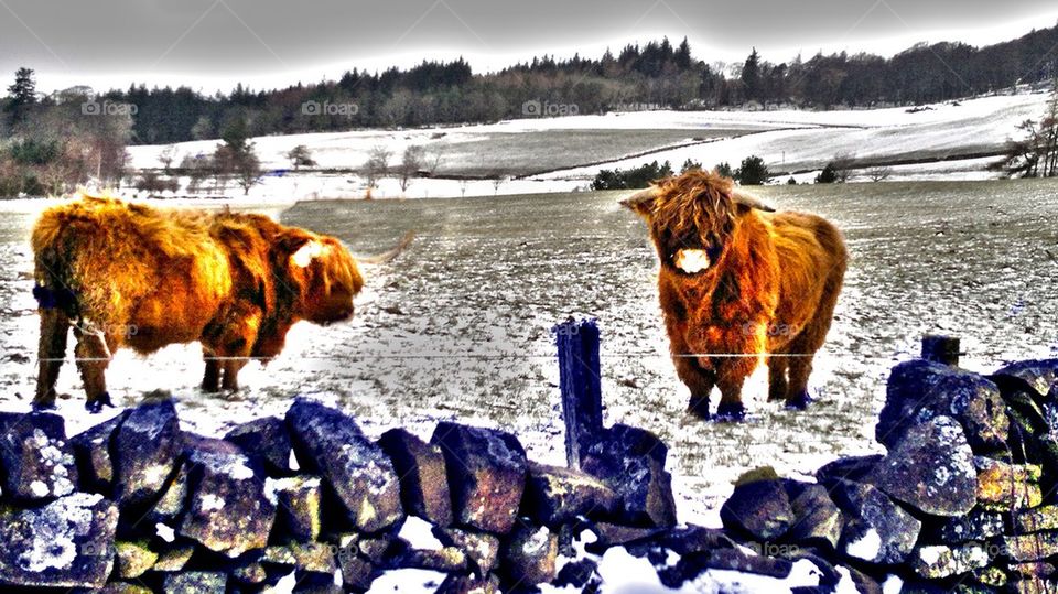 Highland cows