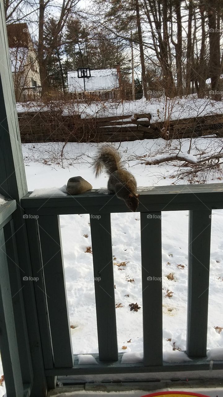 friendly squirrel