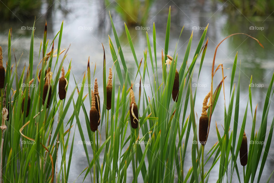 Grass, Nature, Reed, Summer, Growth