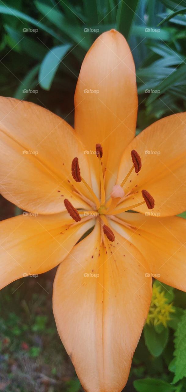 lillies