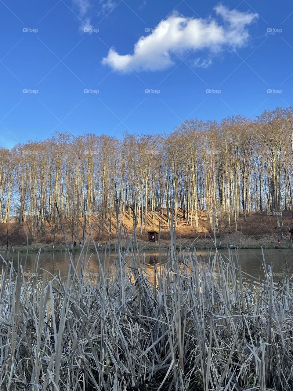 Lake and nature