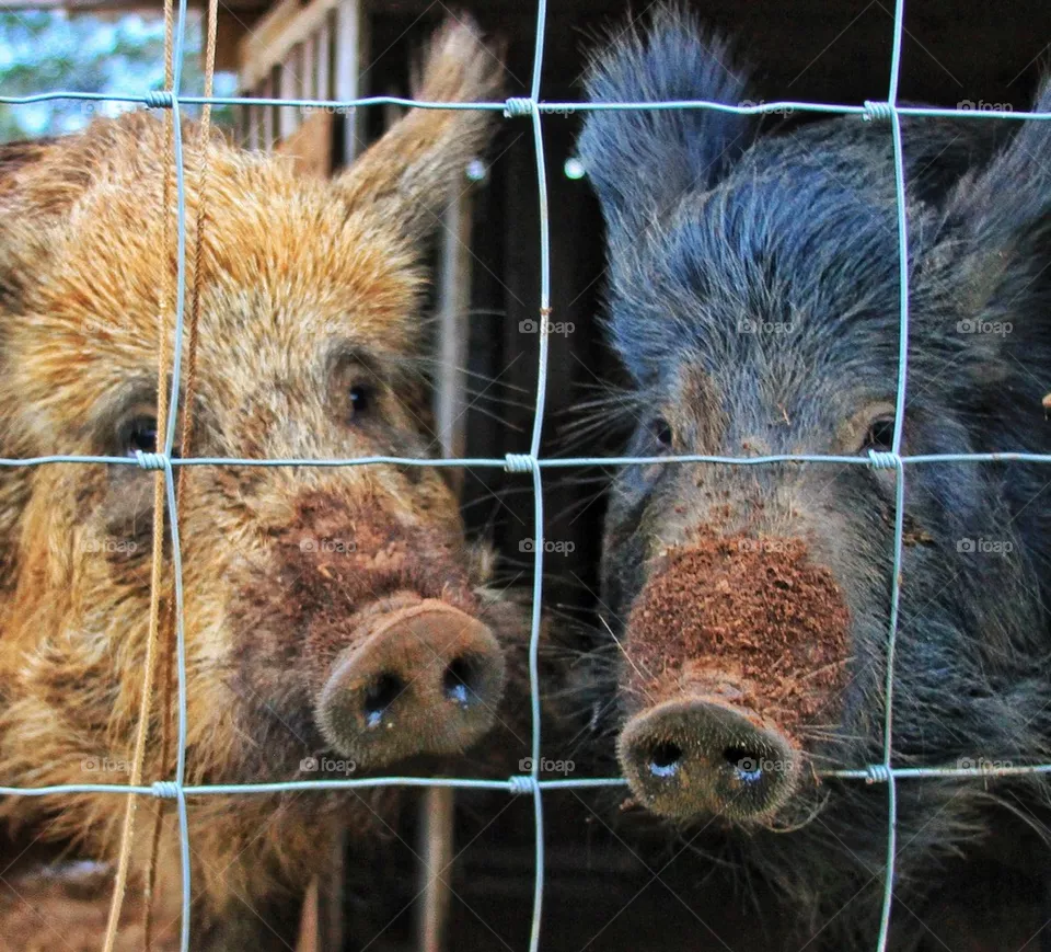 pigs