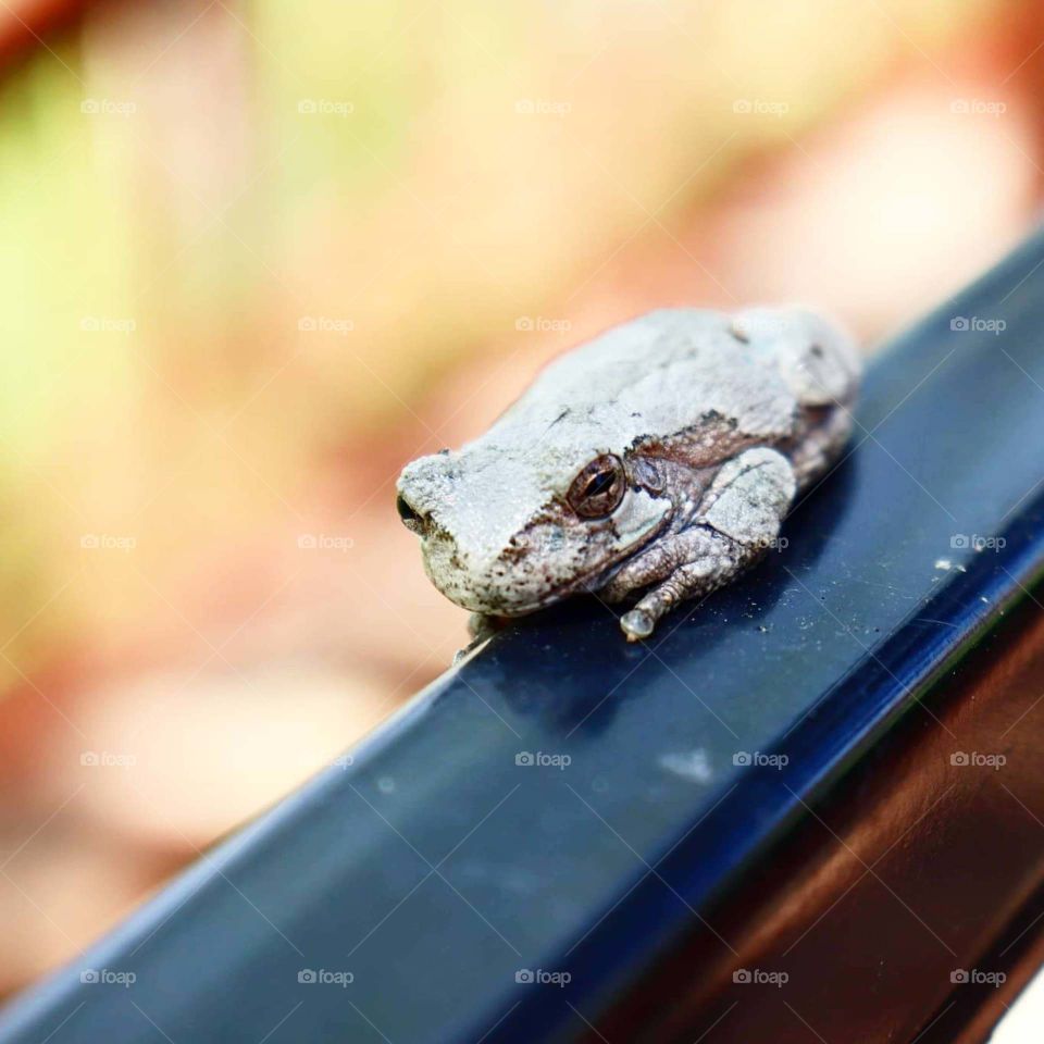 little frog on fence