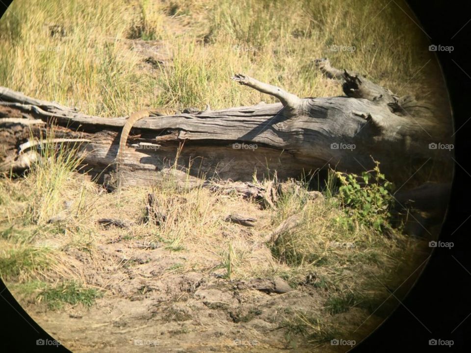 Kruger National Park