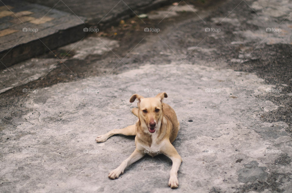 Dog resting on the street 