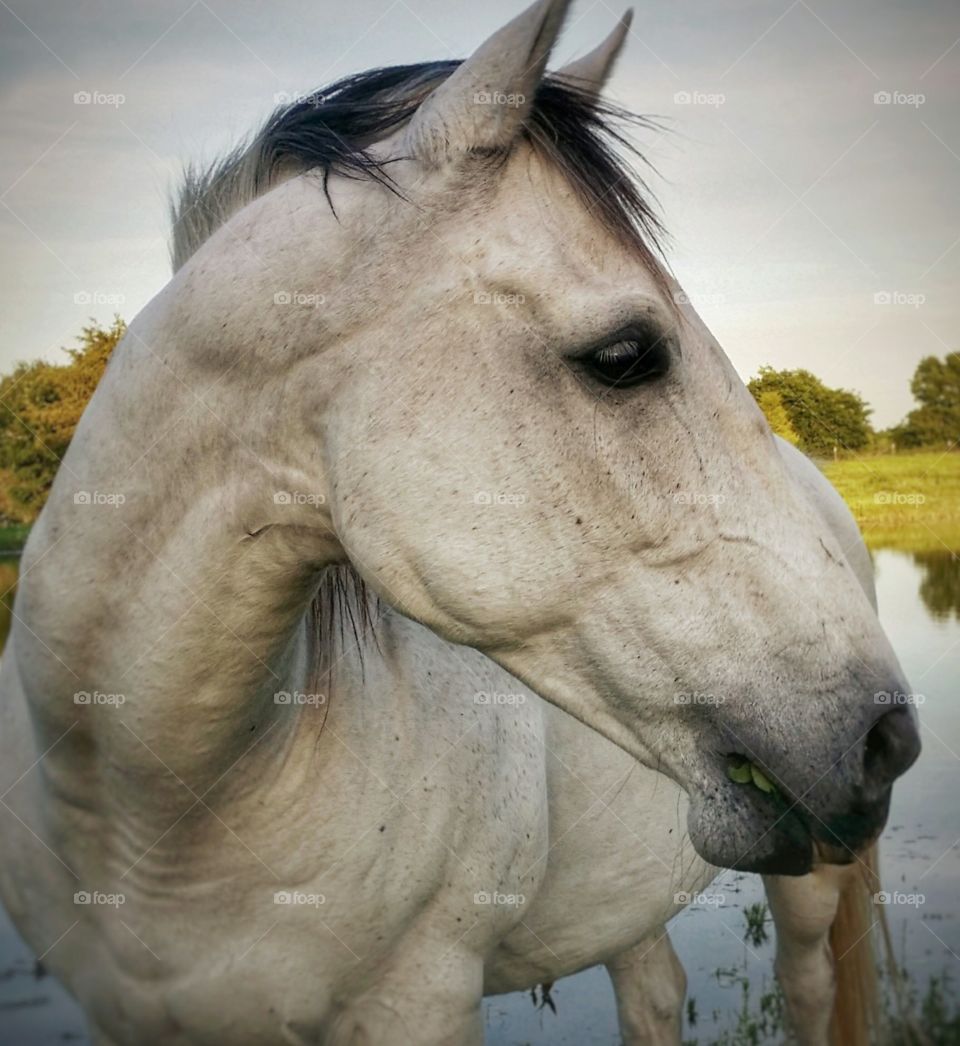 A beautiful gray horse standing in front of a pond  up close