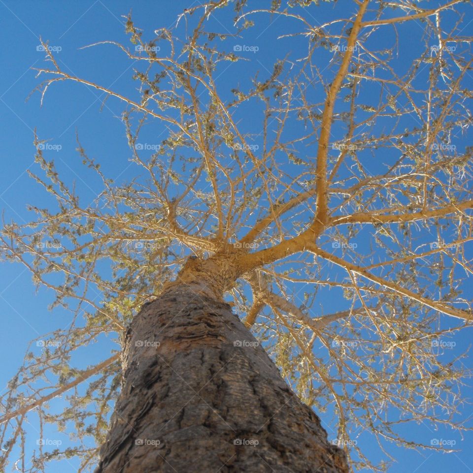 Look up. Tree