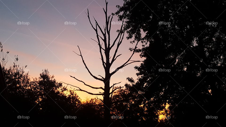 dead tree at dawn