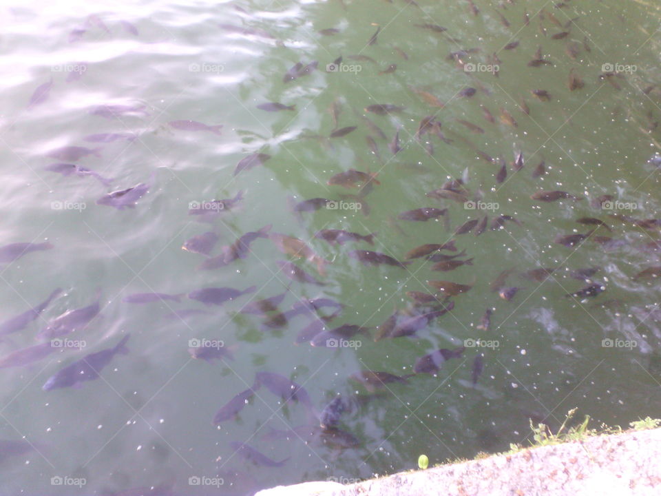 This is a nanital fish